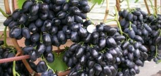 Beschrijving en geschiedenis van de creatie van de druivensoort Nadezhda Azos, zorg- en plantkenmerken