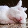 กระต่ายควรนอนหลับอย่างไรคุณสมบัติของการพักผ่อนและปัญหาที่เป็นไปได้