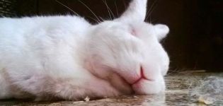 Hoe en hoeveel konijnen moeten slapen, kenmerken van rust en mogelijke problemen