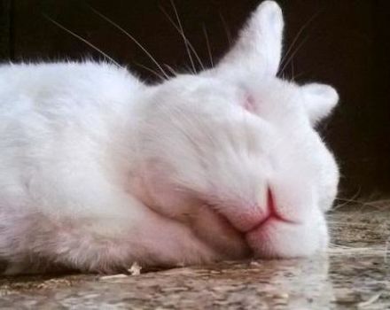 Jak i ile króliki powinny spać, cechy odpoczynku i możliwe problemy