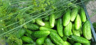 How to grow a good harvest and accelerate the growth of cucumbers in the open field and greenhouse