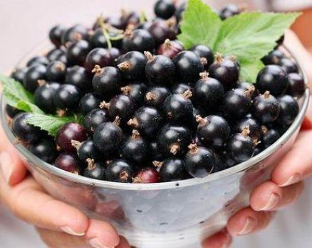 When you need to pick black currants and how to do it quickly, we determine the ripeness