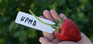 Popis a vlastnosti odrůdy jahod Irma, pěstování a reprodukce