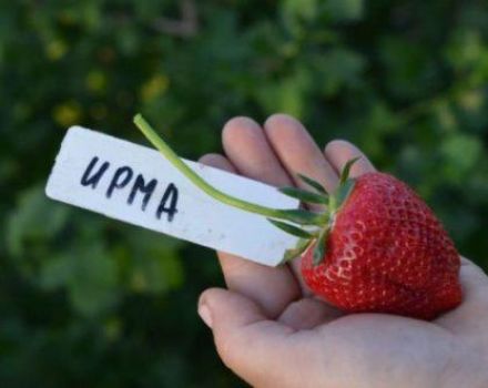 Beskrivelse og karakteristika for Irma-jordbærsorten, dyrkning og reproduktion