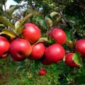 Beskrivelse og egenskaber ved æblesorten Efterårsglæde, dyrkning og udbytte