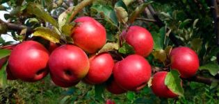 Ābolu šķirnes apraksts un īpašības Rudens prieks, audzēšana un raža