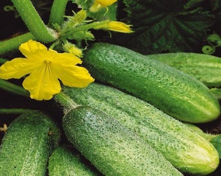 Description of the Bidrett f1 cucumber variety, features of cultivation and care