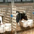 Govju 50 galvu projekts un rasējumi, kā ar savām rokām izveidot saimniecību