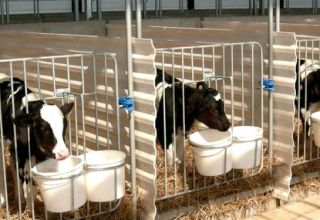Proiecte și desene ale unei vaci pentru 50 de capete, cum să construiți o fermă cu propriile mâini