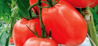 Benito tomātu šķirnes raksturojums un apraksts