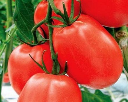 Charakterystyka i opis odmiany pomidora Benito