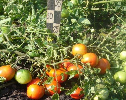 Opis bardzo wcześnie dojrzewającej odmiany pomidora Filippok i cechy pielęgnacyjne
