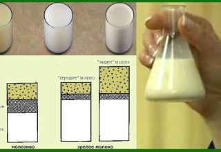 What are the ways to determine the fat content of cow's milk at home