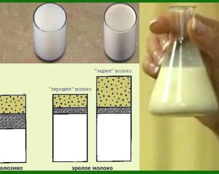 Aké sú spôsoby určenia obsahu tukov v kravskom mlieku doma