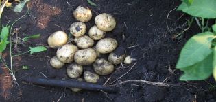 Beskrivelse af kartoffelsorten Julemanden, dens egenskaber og dyrkning