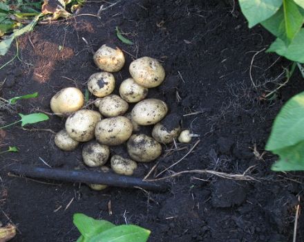 Descrizione della varietà di patate Santa, sue caratteristiche e coltivazione