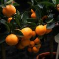 Cum să ciupești corect un copac de mandarină acasă