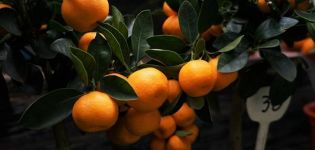 Kā pareizi piespraust mandarīna koku mājās