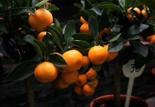 How to properly pinch a tangerine tree at home