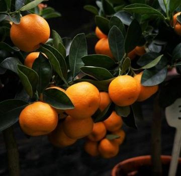 How to properly pinch a tangerine tree at home