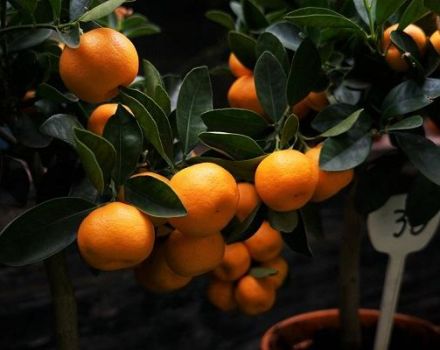 Hoe je thuis een mandarijnboom goed kunt knijpen