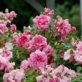 Descripción de variedades de rosas estándar, plantación y cuidado en campo abierto.