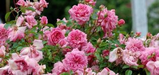 Description of varieties of standard roses, planting and care in the open field