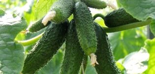 Review of the best early early ripening varieties of cucumbers for open ground and greenhouses