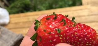 Hur man får jordgubbafrön från bär, regler för insamling hemma