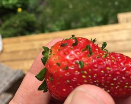 Wie man Erdbeersamen aus Beeren bekommt, Regeln für das Sammeln zu Hause