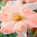 Description and characteristics of Waltz daffodil, planting and care