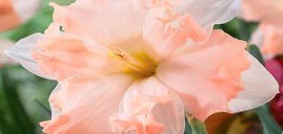 Description and characteristics of Waltz daffodil, planting and care