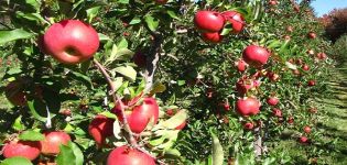 Egenskaber og beskrivelse af Topaz æblesorten, dyrkning og udbytte