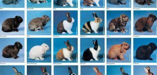 Descrizioni delle 50 migliori razze di conigli e come determinare quali scegliamo di allevare