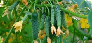 Beschrijving van de variëteit aan komkommers Emerald oorbellen, de teelt en zorg