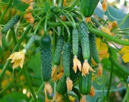 Descripción de la variedad de pepinos Pendientes de esmeralda, su cultivo y cuidado.