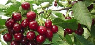 Az Ovstuzhenka cseresznyefajta leírása, bogyók termesztése és gondozása, gyűjtése és tárolása