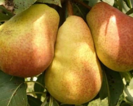 Description of summer, autumn and winter pears, which ones are better to choose