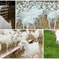 Descripción y características de las cabras megrelianas, condiciones de su crianza.