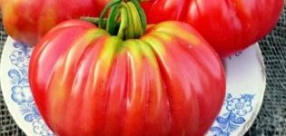Kuvaus tomaatti Rosamarin punnan lajikkeesta, viljelyyn liittyvät piirteet ja tuottavuus