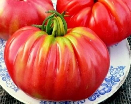 Opis odmiany funta Rosamarin pomidora, cechy uprawy i produktywność
