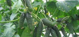 Description of the Ekol f1 cucumber variety and its characteristics