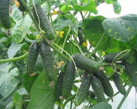 Description of the Ekol f1 cucumber variety and its characteristics