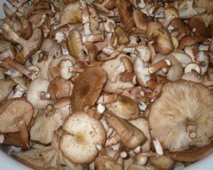 A simple recipe for salting honey agarics for the winter in banks
