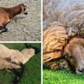 De veroorzaker van bradzot bij schapen en tekenen van de ziekte, behandeling en preventie