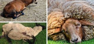 Bradzotin aiheuttaja lampaissa ja taudin merkit, hoito ja ehkäisy