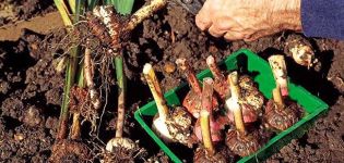 Kada reikia iškasti gladiolių svogūnėlius, laikymo terminai ir taisyklės, paruošimas žiemai