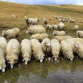Ontwikkelingskaart schapenfokkerij in Rusland en in welke regio's de industrie is ontwikkeld