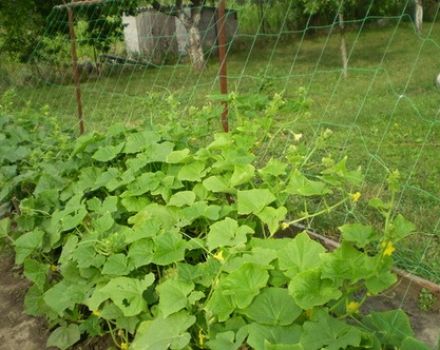 How to tie up cucumbers in the open field in the best ways