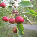 Description and characteristics, cultivation features and regions for apple varieties A gift for gardeners